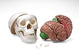 Educational Insights Skull With Brain Model