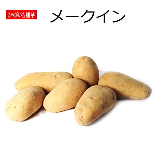 Amazon.co.jp: じゃがいも メークイン 種芋 500g ジャガイモ L～S