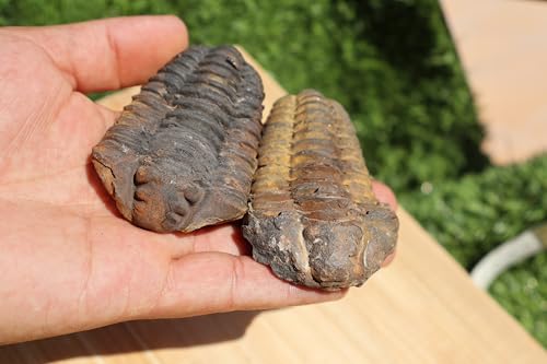 Image of 2PCS Calymene Trilobites Flexicalymene Ordovician Fossil for Kids Trilobite Fossil Trilobites A11