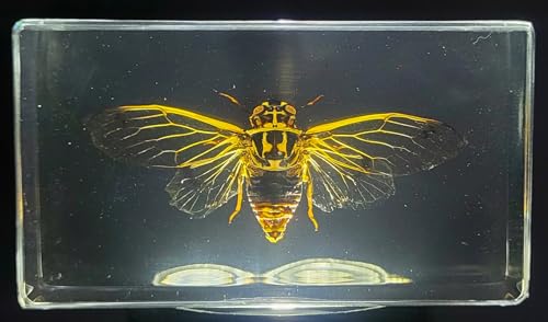 Image of 2.9 inch Real Cicada Cicadatra Querula w /Open Wings in Crystal Clear Lucite Resin Paperweight Specimen Preserved Insect Taxidermy Collection for Biology Science Education Desk Ornament Display Supplies