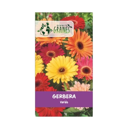 100 graines de gerbera mixtes - jamessonii. plante vivace