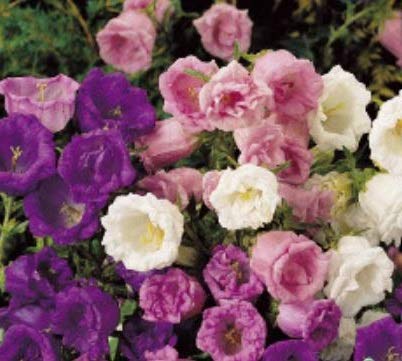 Pcs - 1250x Campanule Doppelblumig Mixte Campanule Medium Plantes - Graines K43 - Seeds & Plants Shop by Ipsa