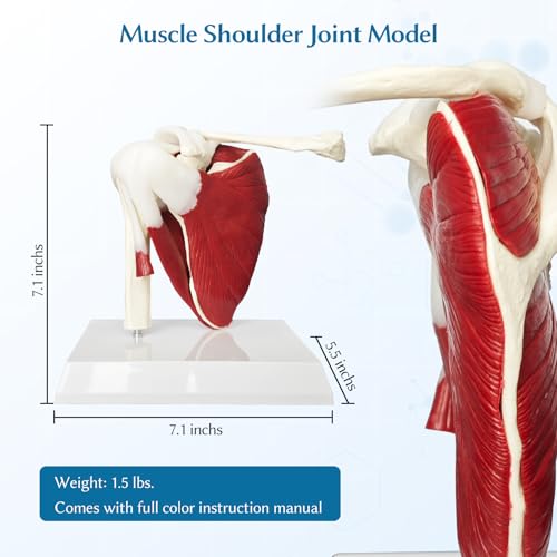 Image of SFXYJ Shoulder Joint Muscled Model, 1:1 Life Size Human Body Right Shoulder Scapula Anatomy Model Joint Bone Ligaments with Removable PVC Base Product Manual for Medical Study Educational Training
