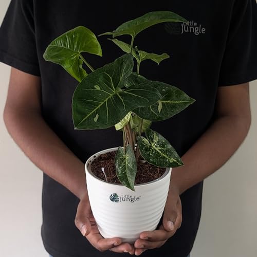 Image of LittleJungle Syngonium (Panda Galaxy Hybrid) - Live Plant with 5.5 Inches White Decor Pot | Indoor Plants For Home | Office Desk | Air Purifying Plant | Live Plant With Pot For Home Decor |