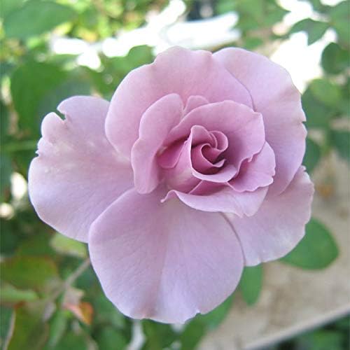 Amazon Co Jp バラ苗 ニューウェーブ 国産新苗4号ポリ鉢 四季咲き大輪 紫系 Diy 工具 ガーデン