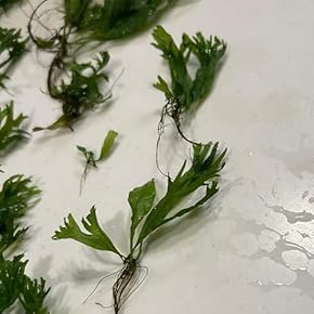 生体（水草） - Amazon.co.jp