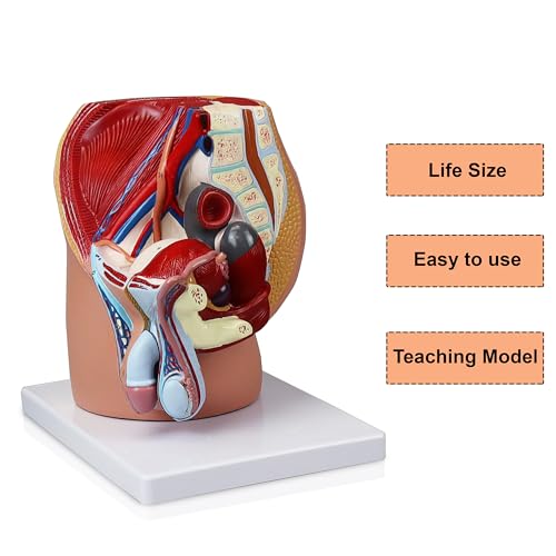 Image of VAO431-N Male Pelvis - 4 Parts, Magnetically Connected