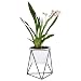 Planter Pot Indoor, Flowerplus 4.33 Inch White Ceramic Medium Succulent Cactus Flower Plant Round Bowl with Iron Rack Holder and Plants Sign for Indoors Outdoor Home Garden Kitchen Decor (Black)