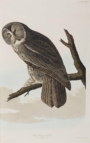 Affiche oiseaux d'Amérique John James Audubon - Impression sur toile pour déco murale 60x90cm