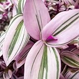 Wandering Jew Live Plant, Pink Wandering Jew Plant Live Houseplants, Wandering Jew Live Plant Indoor