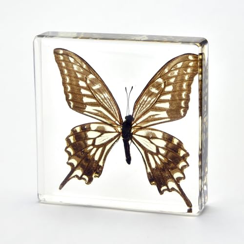 Image of Taxidermy Beetles Cicada Crab, Preserved Insects, Large Size Real Bugs Specimen in Resin for Closer-Look & Study, Science Classroom Specimens for Teaching Home Display Decor (4.3x1.7x1.1-inch)