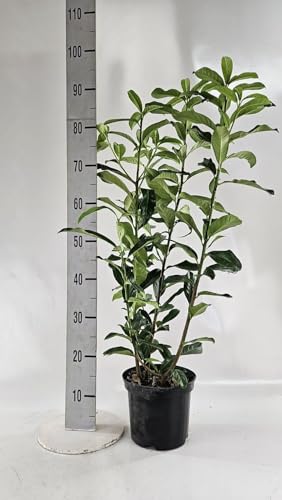 15st. Kirschlorbeer ‘Genolia’ 60-80cm ohne Topf gemessen– Prunus laurocerasus | Schmale, immergrüne Heckenpflanze | Säulenförmig, schnittverträglich & winterhart