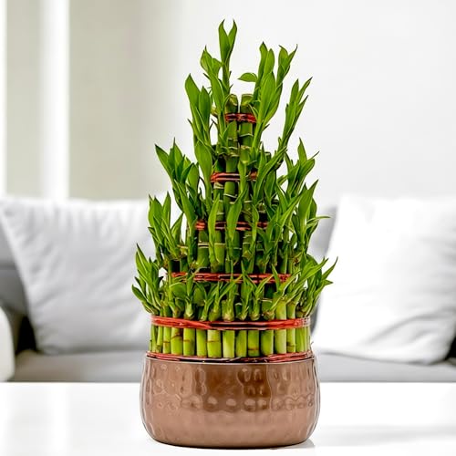 Image of Amulya Farms Live Lucky Bamboo 5 layer plant in Metal Pot | Indoor Bamboo Plants for Home, Living Room, Balcony, Office desk & Kitchen Decoration | Vastu Plant | (Plant in Metal Pot with Rubber Grips)