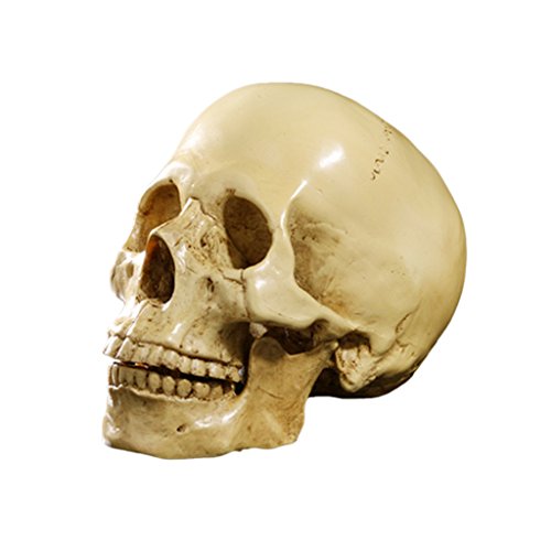 Modelo de Réplica de Modelo de de Crânio em Tamanho Real 6,5 ''