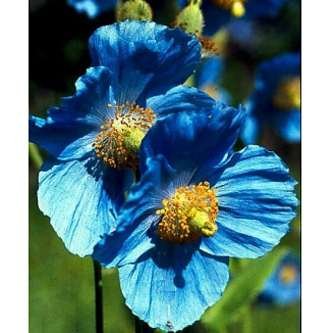 Amazon.com : Himalayan Blue Poppy 20 Seeds - Meconopsis : Patio