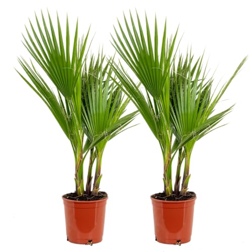 Bloomique - Lot de 2 - Washingtonia Robusta - Palmier éventail mexicain - Palmier rustique - Plantes de jardin - 60-80 cm de haut - Pot 17 cm