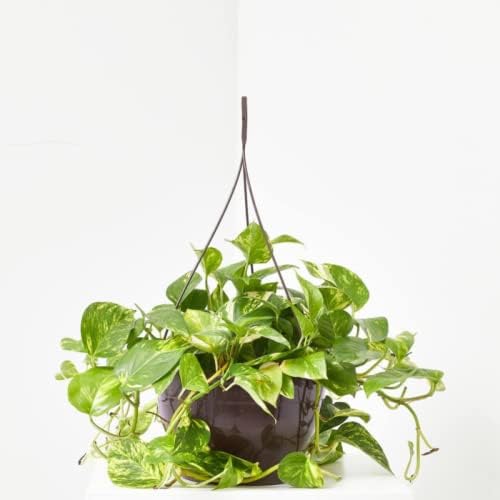 verdecora Potho Epipremnum aureum | Planta Natural de Interior tr...