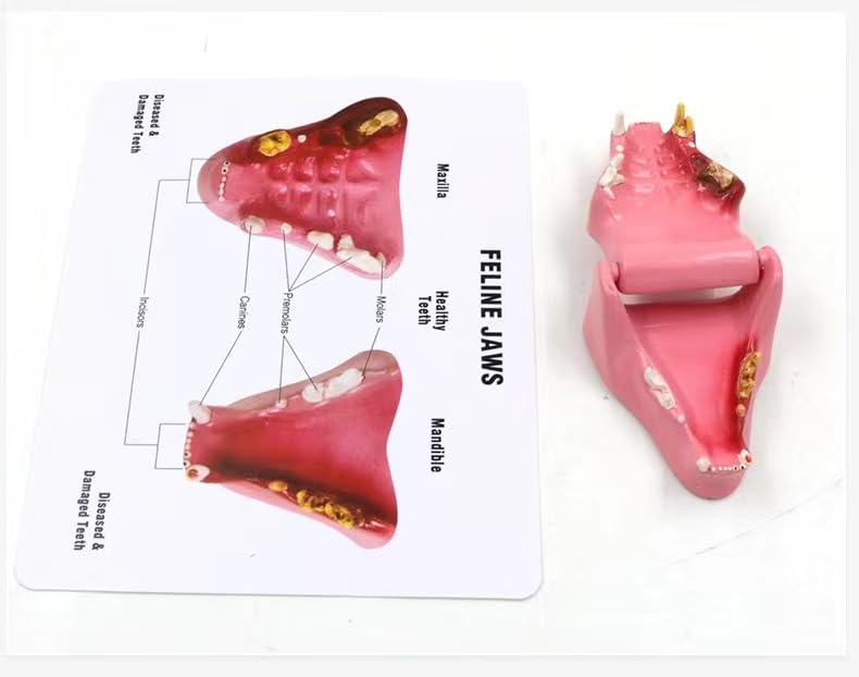 Medical Education Animal cat Teeth Model Felidae Dental Model Anatomy Model