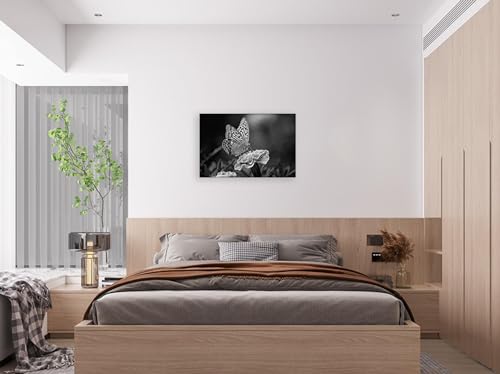 Tableaux image noir et blanc papillon habillage mur vide salon 30x45