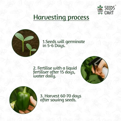 Image of Indian Veggie Combo (Tomato,Chilli, Brinjal, Okra, Capsicum) Planting Seeds | Non-Hybrid, Open Pollinated And Non-GMO | Vegetable Seed For Farming, Home & kitchen Garden (Approx 960)