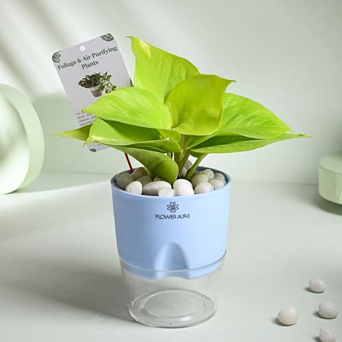 Image of FlowerAura Air Purify Live Indoor Golden Money Plant In Blue Self Watering Pot With Manure For Living Room, Balcony, Home /Office Decor | Premium Gifting | Improving Air Quality | Reducing Stress