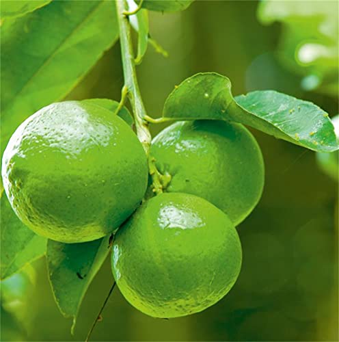 Zcbang Natural Fruit Seeds Kaffir Lime Seeds Citrus Plant 20Pcs #TOP7