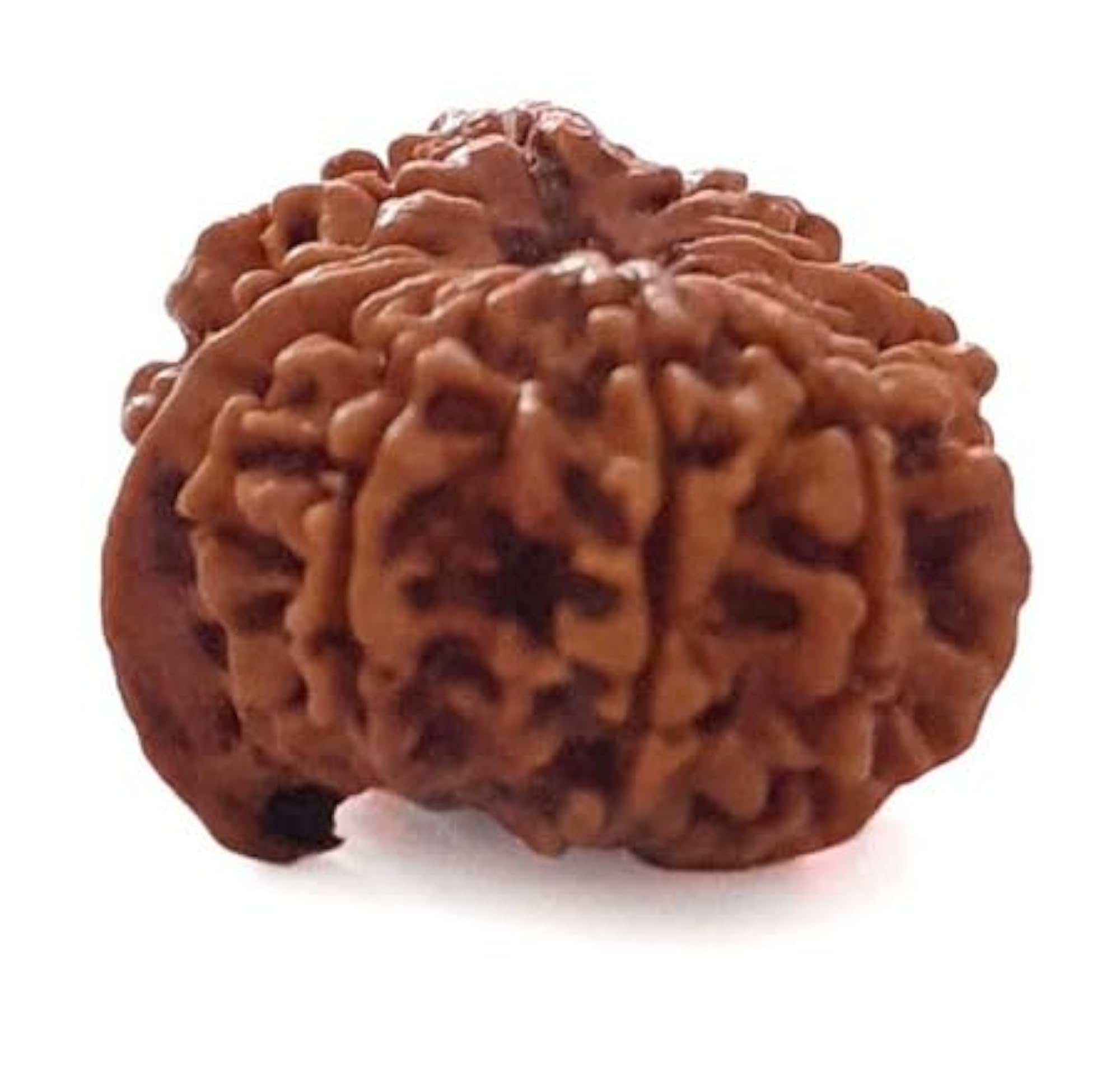 Ganesha Rudraksha IGL Lab Certified Nepali Beads