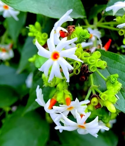 Image of Shuli Parijat Live Flower Plant for Garden Balcony Terrace | Healthy Nursery Plant with Fragrant White Orange Blooms | Natural Aromatic Plant for Peaceful Ambience and Landscaping