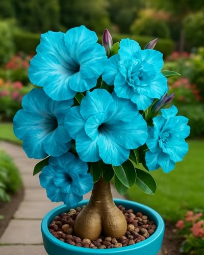 Rosa del Desierto Bulbos Decorativos – Añade un Toque Tropical a tu Espacio Verde-1Bulbos-B