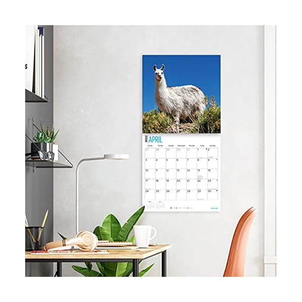 Bright Day 2022 Llamas Wandkalender 30,5 x 30,5 cm, niedlich, flauschig, lustig, Bauernhoftier – Bild 7