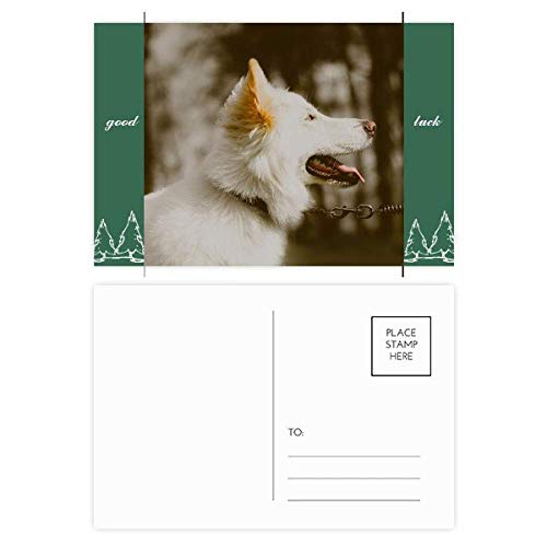 Animaux White Dog cartes postales porte-bonheur pour correspondre avec vos proches