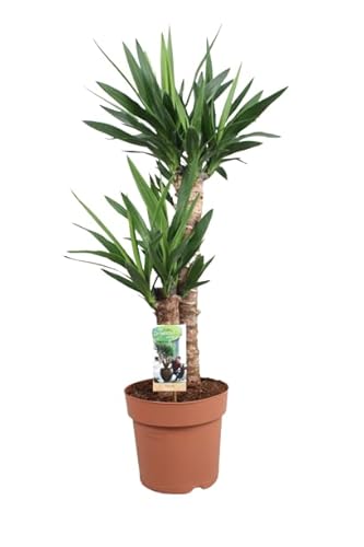 Yucca 2 Troncos DECOALIVE ± 100cm Altura Planta Natural Interior