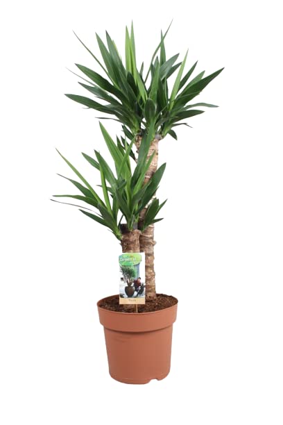 Yucca 2 Troncos DECOALIVE de 100cm, planta natural de interior en maceta