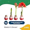 Costa Farms Amaryllis Live Plant in Bulb, Easy to Maintain Flowering Indoor Houseplant, Perfect for Christmas, Holiday Room Decor, Great House Warming or Birthday Gift #5