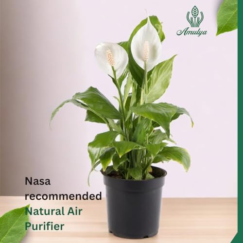 Image of Amulya FARMS & NURSERY Air Purifying White Peace Lily (Spathiphyllum) Indoor Live Plants for Living Room, Home, Office, Table, Desk Decor items | Small Size - Black Pot Included (Single Lily)