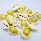 Wanwanzi 31PCS Money Cowrie Sea Shells, 3/4 Inch-1-1/2 Inch | Lakshmi Peeli Yellow Kawri Kodi Shells/Monetaria Monta Shell for Pooja/Necklace/Art Craft & Bracelet Making