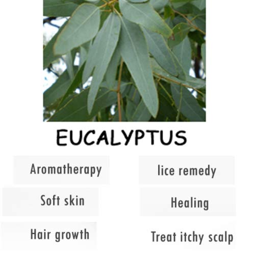 Image of Crysalis Eucalyptus Oil 15 ml (0.51 fl oz) - Fresh Camphoraceous Aromatic Oil for Soap Making, Haircare & DIY Blends