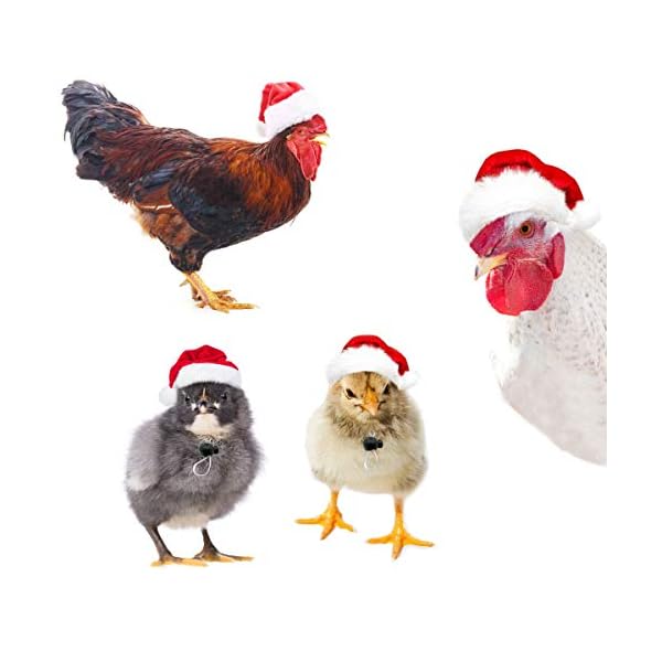 Vehomy 4pcs chicken hats for hens chicken christmas santa claus hat with adjustable chin strap for poultry hen rooster goose duck parrot