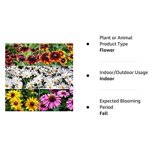 1300+ Black Eyed Susan Flower Coneflower Seeds For Planting - Includes Gloriosa Daisy Rudbeckia Hirta, Carpet Creeeping Daisy And Purple Coneflower Seeds #TOP7