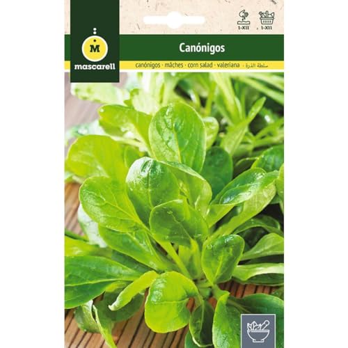 Mascarell Semillas, CANONIGOS (VALERIANELLA LOCUSTA), Semillas de...