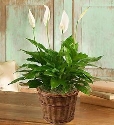 Miniatura 2 de Planta Spathiphyllum para simpatía pequeña por 1-800 flores