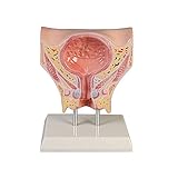 Erler Zimmer Blasenmodell, weiblich, Blase, Harnröhre, Urologie, Anatomie Modell, Stativ