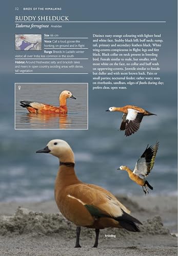 Image of Birds of the Himalayas: A Photographic Field Guide | Biodiversity of Northeast India | Nature Photography | Mountain and Hill Ecosystems | Nature Photography