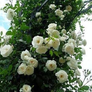 Guruji Plantation White Rose Plant for Outdoor Living Desi White Rose Plant for Home Garden with Black Plastic Pot 4 Inch Size (B0C8G13T8Z) Amazon Price History, Amazon Price Tracker