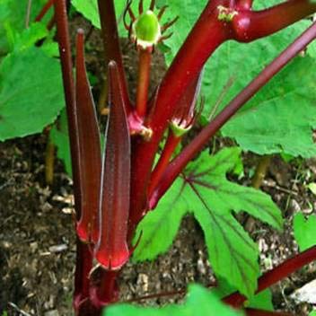 hybrid Red Ladies Finger-Bhindi- Okra 50+ seeds