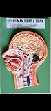 Human Head and Neck Anatomical Model, Medical Educational Teaching Display