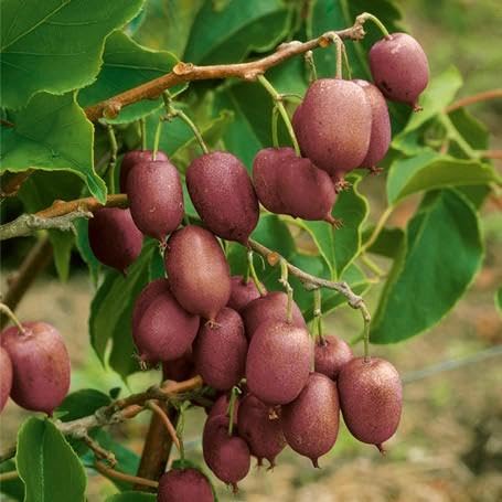 Roots Plants Ken's Red Hardy Kiwi Plant - Self-Fertile Climbing Fruit Vine, 90cm Tall Stem in 3L Pot, Edible Red-Skinned Smooth Fruit, Potted Garden Plant