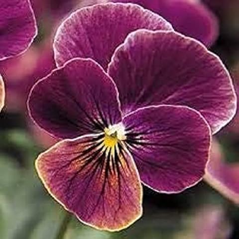 Winter Bedding Plants - Viola 'Antique Shades' Cover