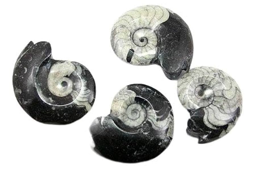 アンモナイトの化石（モロッコ産）