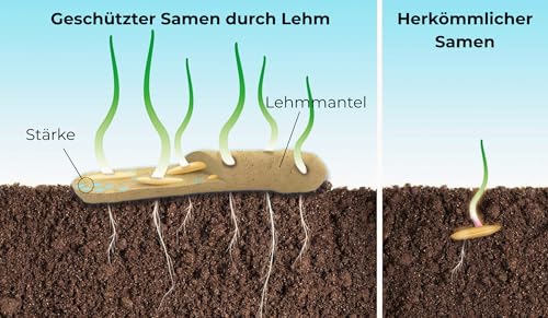 Blumensamen im schützenden Lehmmantel für Bienen und Schmetterlinge 400g. Mehrjährig & winterhart, blühende Landschaft für 20 m².Wunderschöne Wildblumen Saatgut für bunte Bienenweide. Geschenk Kinder